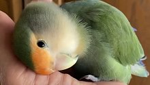 好萌好可爱的小鹦鹉