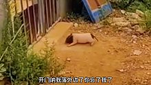 这小猪挺犟啊！就那么咣咣撞门！