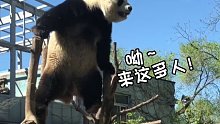 这是真的“功夫熊猫”