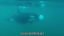 海洋中的街溜子虎鲸
