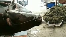 养牛场里一头牛为了吃草动足了脑筋