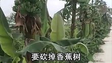 香蕉树摘完香蕉后，为何还要砍掉？果农：吃了没文化的亏！