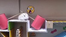 仓鼠大逃亡，太有趣了