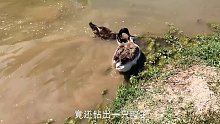 河边大鹅行为怪异，本以为是在“觅食”，走近一看却发现不简单