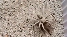 善于隐身的沙漠蜘蛛，太厉害了