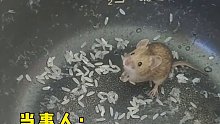 一男子正准备蒸饭时倒出一只小老鼠，两者大眼瞪小眼
