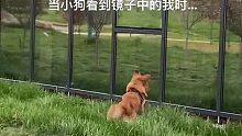 当小狗看到镜子里又多了一个我…