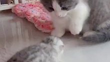 小奶猫遇到比它更小更奶的，它也慌了