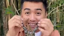 #创作灵感#美食趣胃计划这么大的蟑螂你们见过吗？