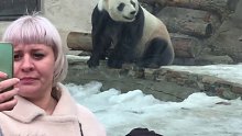 在俄国的大熊猫真的好卷啊！这边的压力给到了国内的大熊猫们