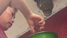 燕子妈妈意外离开留下小燕子，女子悉心照顾一窝燕子。