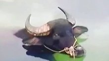 老牛闭眼溺水玩耍，没想到把自己玩没了