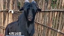 黑羊发型奇特还“耍帅”羊：“我从不正眼看人”