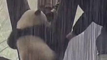 男子偶遇贪玩大熊猫，下雨天不想回家，和奶爸斗智斗勇