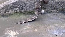 这鳄鱼下蛋有点硬核