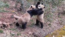 大熊猫打架视频