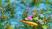 清澈的池水，灵动的锦鲤，好似一幅绝美的画卷
