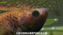 原来泰国斗鱼吐的泡泡是用来装鱼卵的