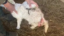 羊妈妈失去孩子，牧民将已故羊羔的皮披在新羊羔身上，将他们结为母子