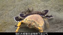 小章鱼“以柔克刚”，生擒大螃蟹，螃蟹：感觉身体被掏空！