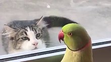 面对猫咪的凝视，鹦鹉的反应太可爱了吧~网友：原来躲猫猫是鹦鹉发明的。