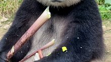 注意，这是陕西熊猫，产地秦岭里的佛坪县，跟四川熊猫有明显差异。