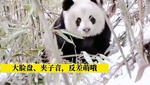 白白净净，颜值超高，这只野生大熊猫自带“夹子音”