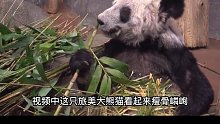 旅美20年大熊猫骨瘦如柴，官方却说：身体一切正常，你相信吗？