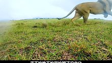 贝爷是怎么对付狮子的？看得胆战心惊~