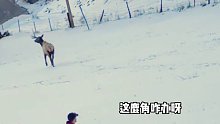 众人合力救麋鹿，结果让人哭笑不得