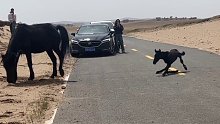 小马驹跌跌撞撞过马路，过往车辆停车耐心等待