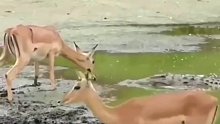 鳄鱼捕杀水边喝水的羚羊