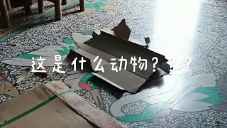 這是什么動(dòng)物？