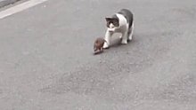 猫咪悠闲的跟在老鼠身后，人家遛狗它遛耗子