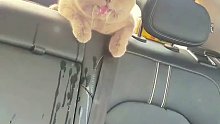 猫咪晕车很难受，口水流了一车椅
