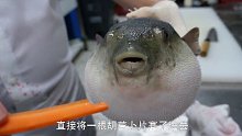 日本小哥买回来一条河豚，看到肚子鼓鼓的，切开简直是赚了！