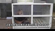 全网最彪悍的大熊猫，如意为何逐渐俄罗斯化。