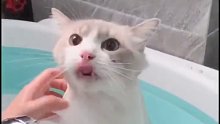这是我见过洗澡最乖的猫咪，没有之一
