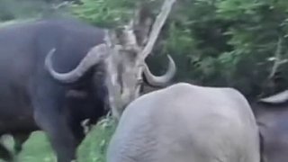 小象被凶后，两头大象来撑场子 大象：听说你很牛？