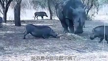 疣猪和犀牛抢食，结果惨遭犀牛“顶飞”，当场命送黄泉！
