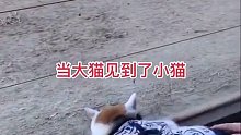当大猫遇见小猫回想什么呢？