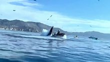 一头座头鲸在捕食的时候，误将皮划艇上两人吞入口中……网友：你们都跑人家碗里了