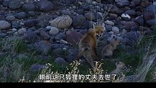 母狐狸为了养活13只幼崽，居然这样做？