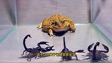 虎皮蛙大战三只蝎子，蝎钳夹蛙腮，尾巴蜇蛙脸，看虎皮蛙如何应对