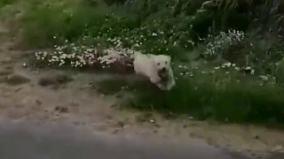 排水渠過狗