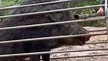 野猪有多凶猛？竹子在它面前如纸一样