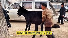 大哥仅用一招就放倒两头毛驴