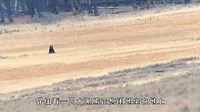 狼群为了猎s黑熊不惜以自身当诱饵
