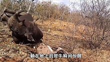 犀牛瞬间暴走：究竟是谁干的！