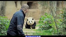 短胖炸毛，不擅爬树，花花为何能成为熊猫界顶流？ (1)